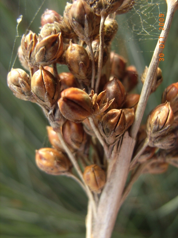 Juncus acutus